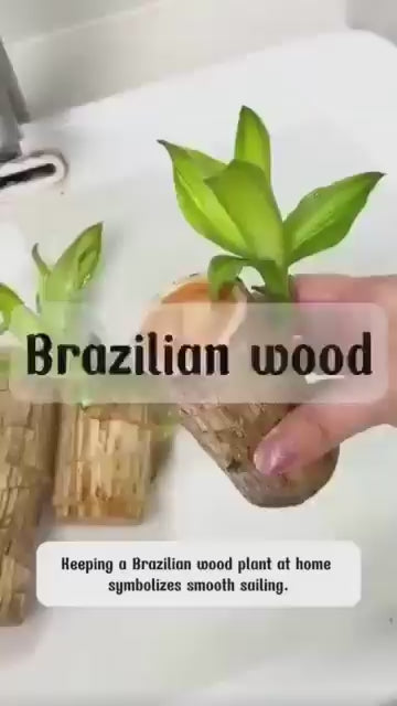 Brazilian Lucky Wood, Mini Home Plant Decorations